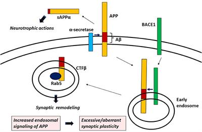 Signaling abnormality leading to excessive/aberrant synaptic plasticity in Alzheimer's disease